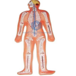 Human Nervous System Model